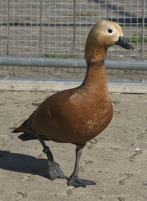 对于乒乓球